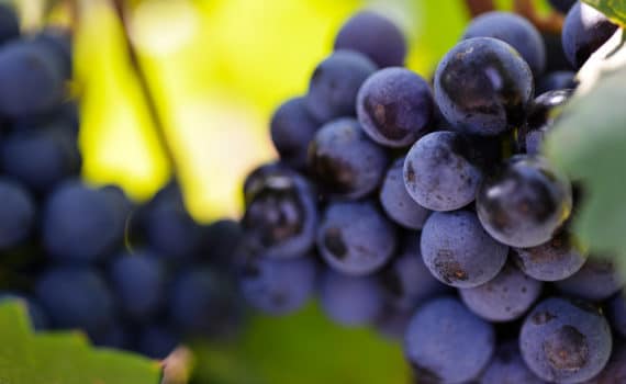 Trauben Heideboden Webseite